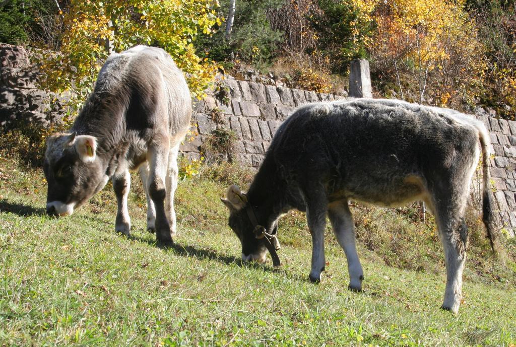 Agritur Fior Di Bosco Hotel Valfloriana Buitenkant foto